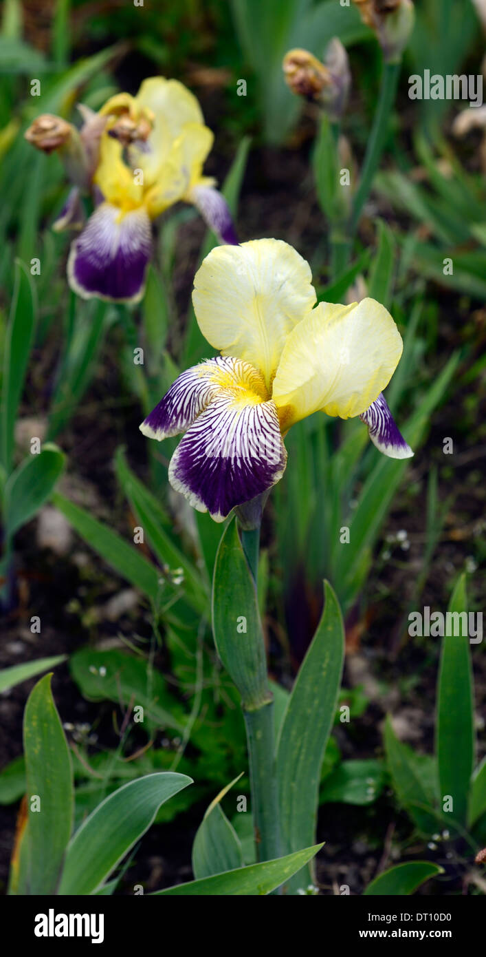 Iris nibelungen barbuto germanica Iris Iris tedesco Rhizomatous giallo pallido viola punta a punta di colore colore fiore sbocciare dei fiori Foto Stock