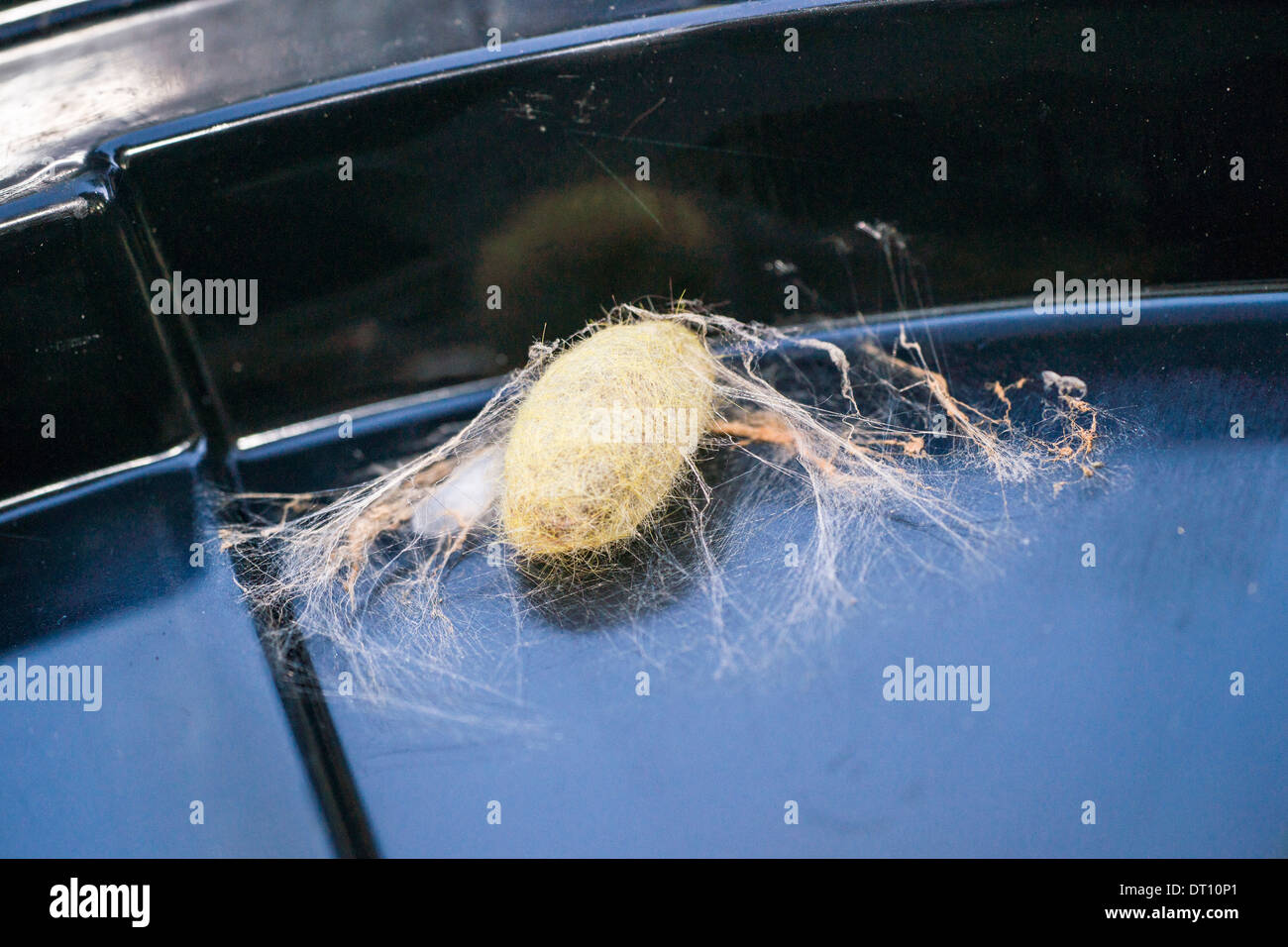 Crisalide bloccata alla parte inferiore di un coperchio dello scomparto. Foto Stock