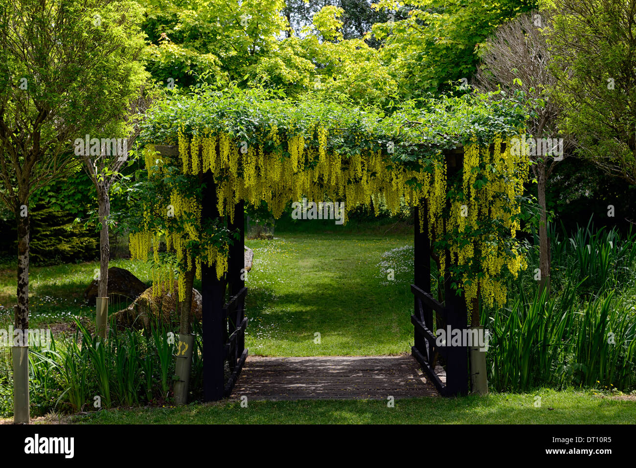 Maggiociondolo giallo fiori fiori racemi coprono pergola coperta in legno giardino funzione climber di giardinaggio di arrampicata Foto Stock