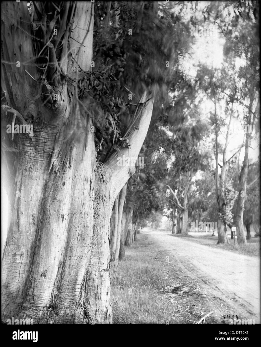 Una fotografia che mostra gli alberi di eucalipto fiancheggiati all'angolo tra Gower Street e Melrose Avenue a Los Angeles, scattata intorno al 1900, raffigurante i primi paesaggi urbani della città. Foto Stock
