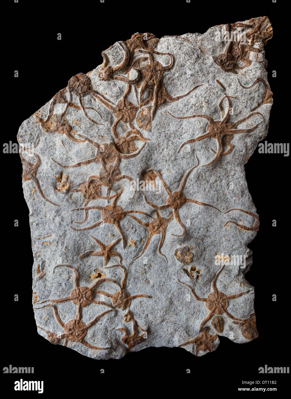 Molti fossili di fragili stelle marine Foto Stock