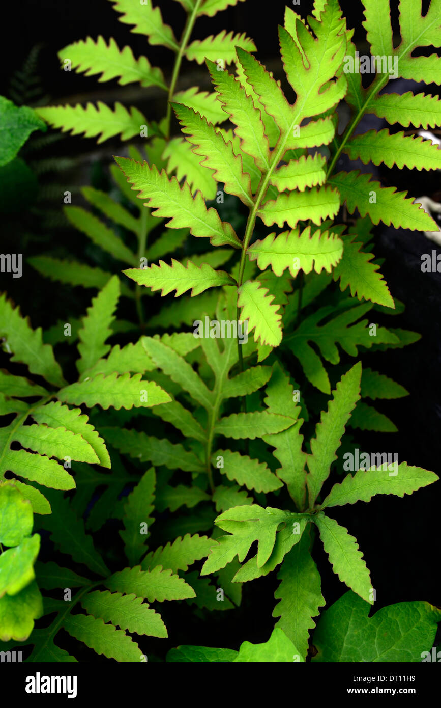 Onoclea sensibilis sensibili cordone felce felce pianta perenne ritratti fogliame verde foglie fronde Foto Stock