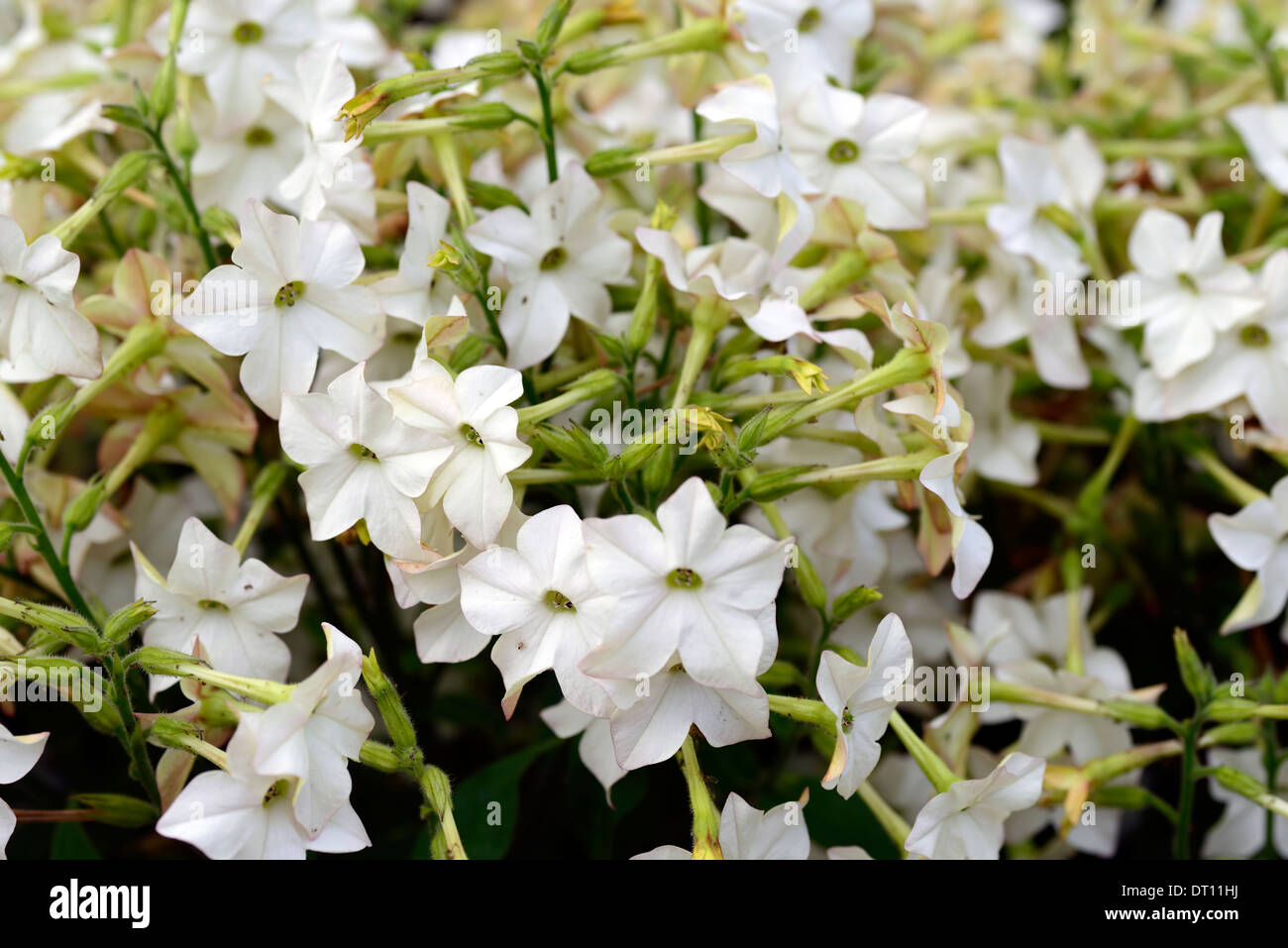 Nicotiana alata profumo bianco annuari annuale di fiori profumati fiori profumati dei ritratti di piante fiorite letto Letti piante Foto Stock