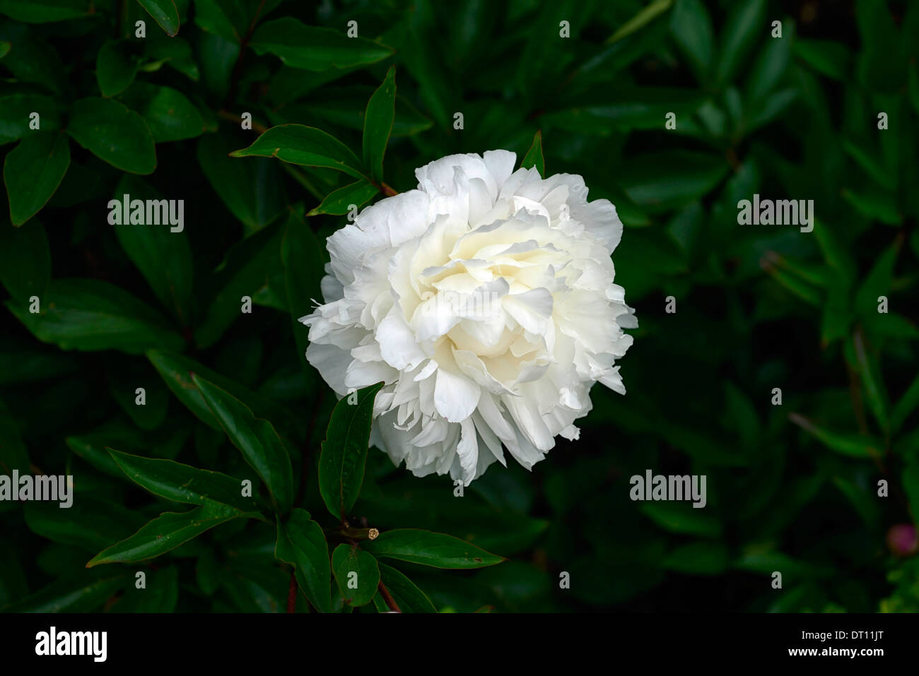 Paeonia lactiflora doppia bianca peonia peonie fiore fiori perenni confine letto Foto Stock