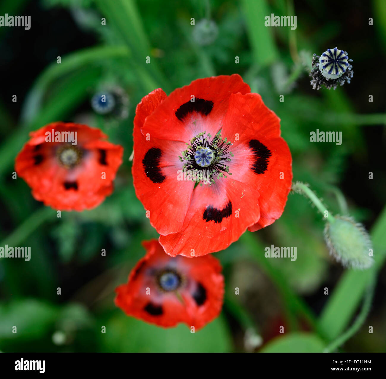 Papaver commutatum Ladybird,papavero orientale,fiori rossi macchiati neri,fioritura,blooms,papavero annuale,papaveri,semi,semi-teste di semina,RM Floral Foto Stock