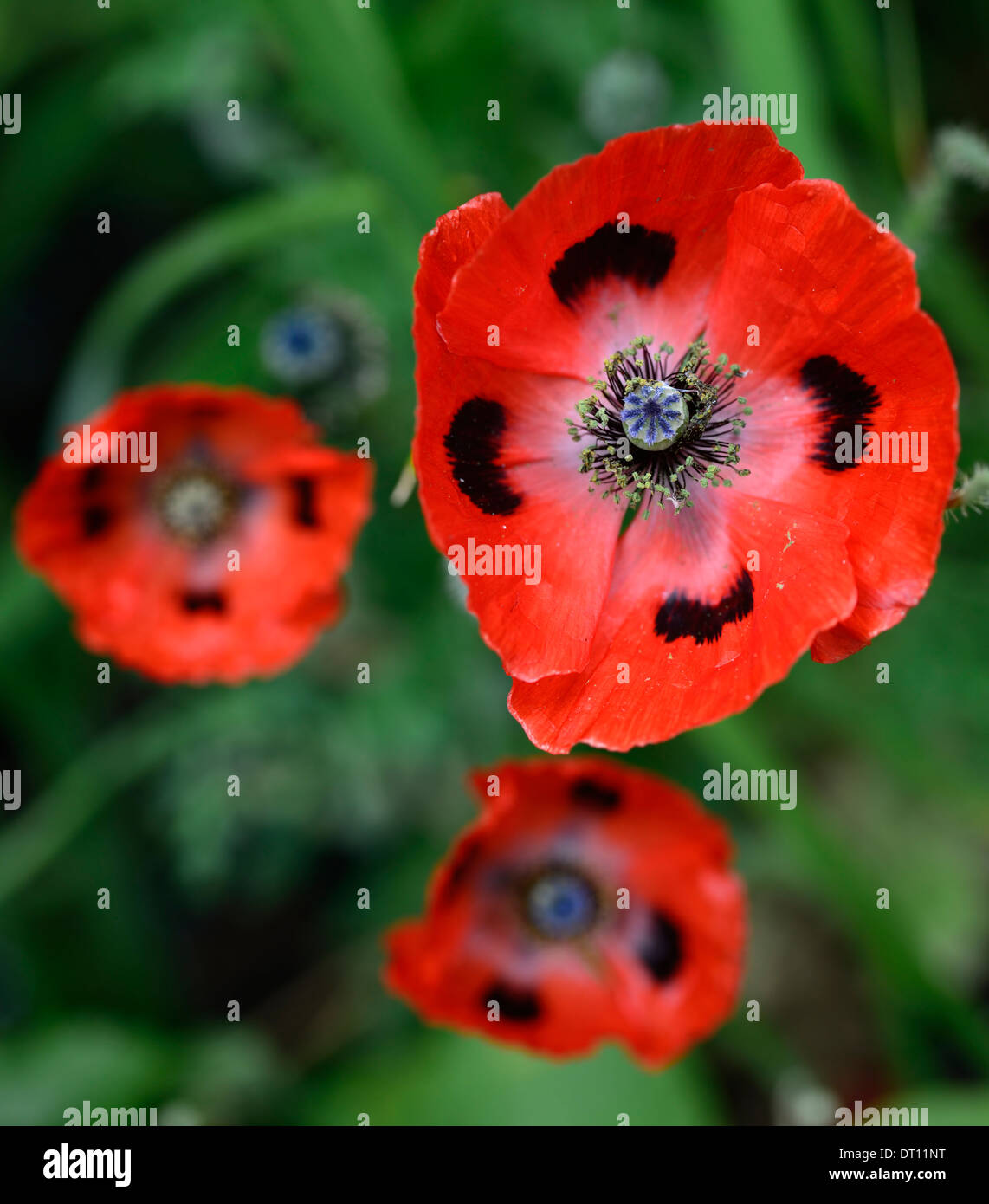 Papaver commutatum Ladybird,papavero orientale,fiori rossi macchiati neri,fioritura,blooms,papavero annuale,papaveri,semi,semi-teste di semina,RM Floral Foto Stock