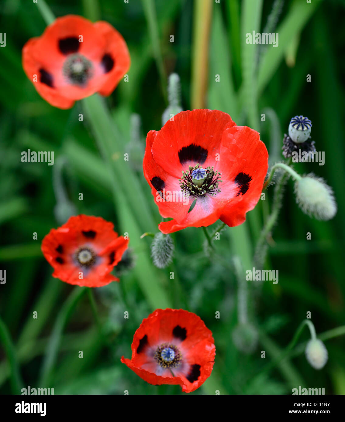 Papaver commutatum Ladybird,papavero orientale,fiori rossi macchiati neri,fioritura,blooms,papavero annuale,papaveri,semi,semi-teste di semina,RM Floral Foto Stock