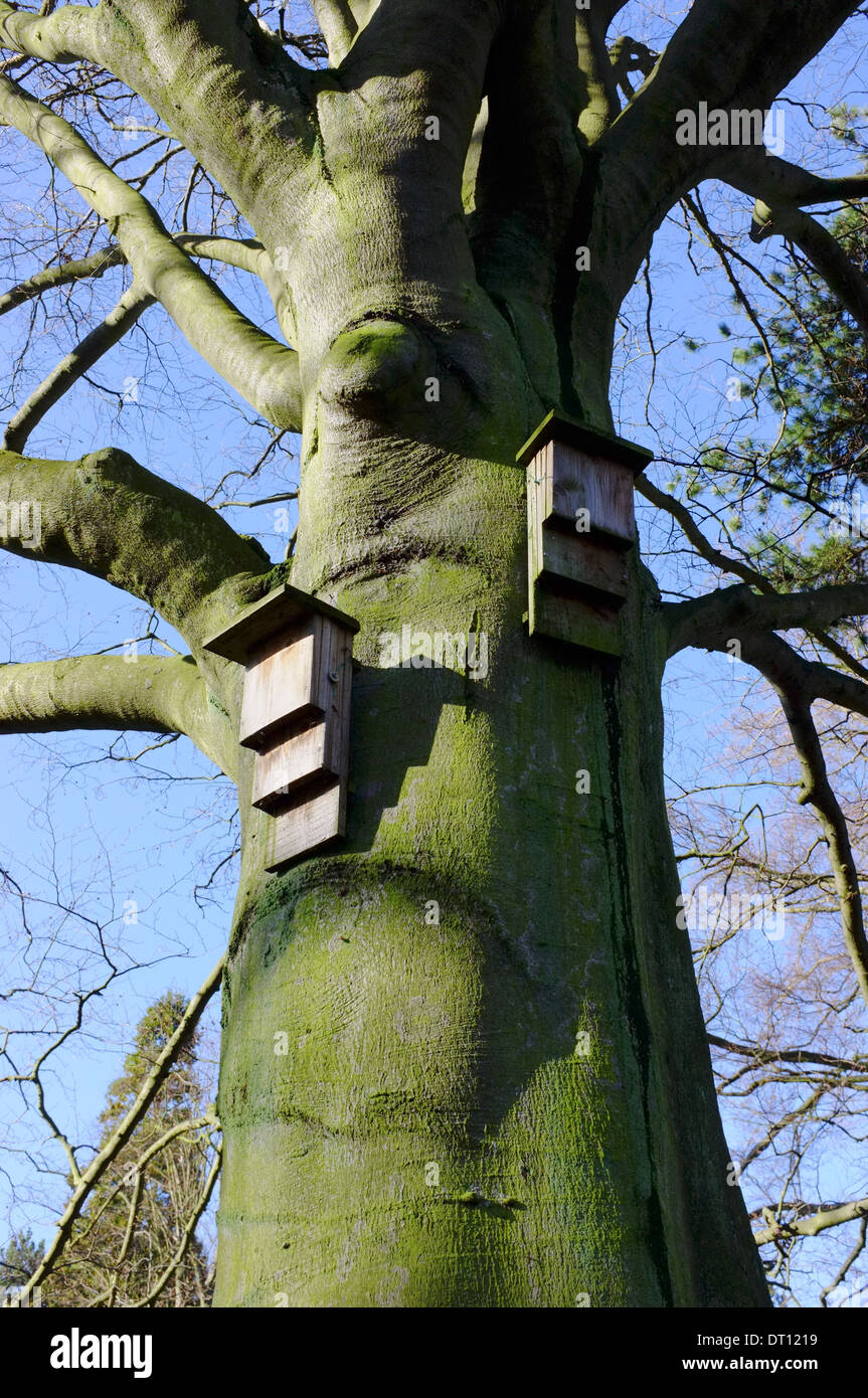 Bat scatole sul tronco di un albero nel Parco Wardown, Luton, Bedfordshire Foto Stock