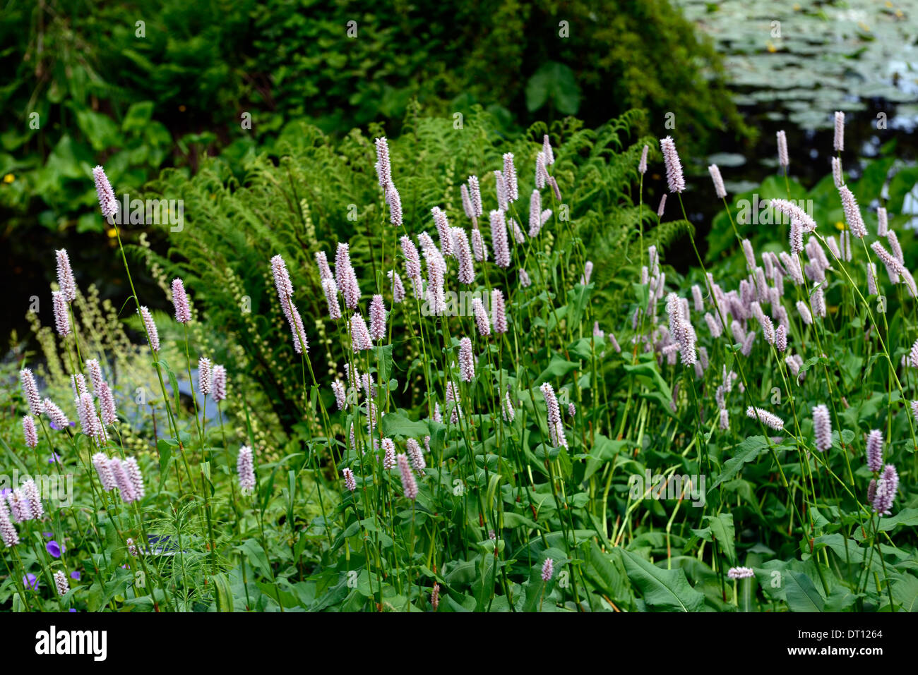 Persicaria bistorta superba ritratti di piante di pastello pallido rosa fiori viola guglie knotweeds bistorta estate Foto Stock