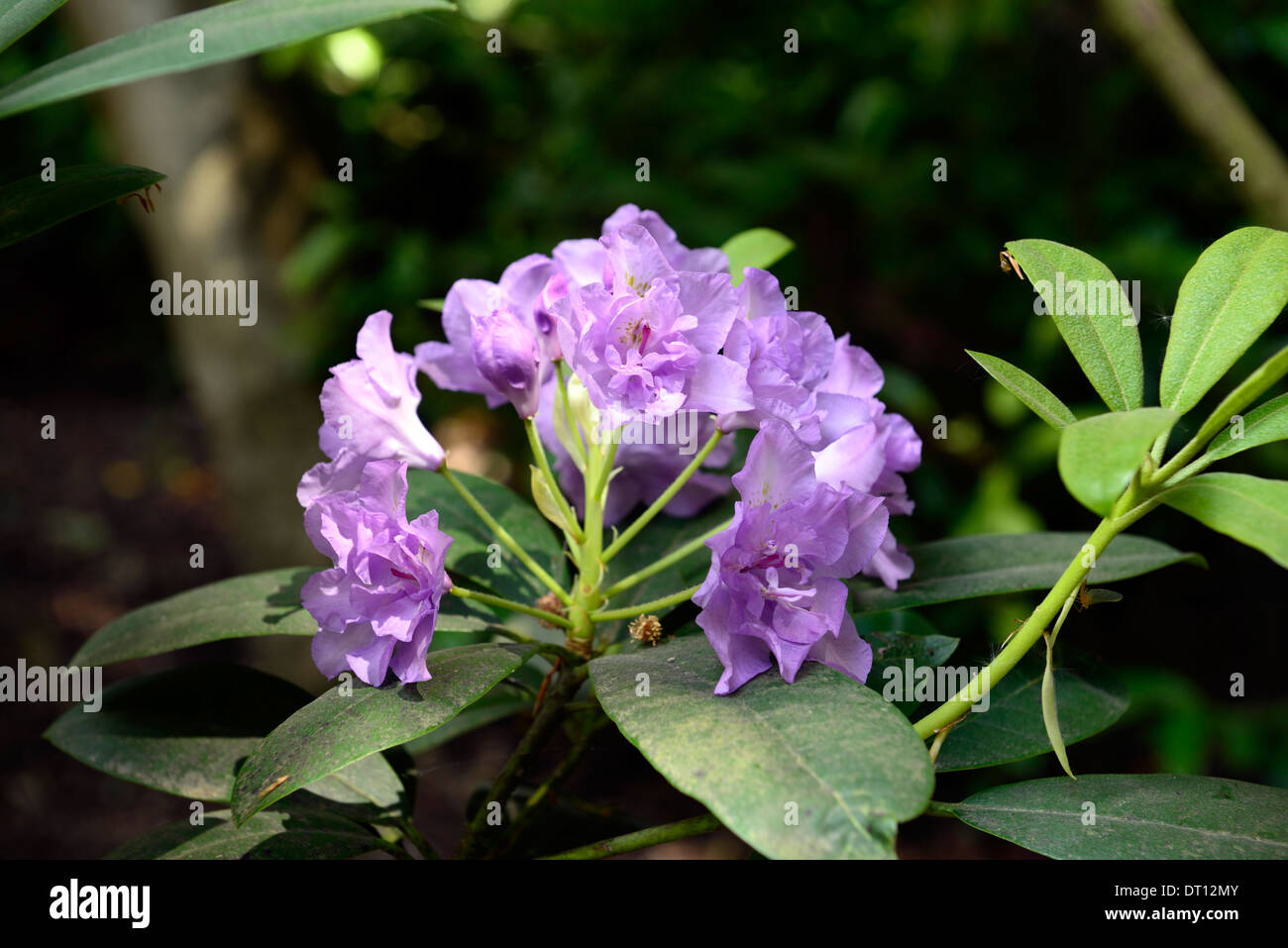 Rhododendron fastuosum flore pleno doppia viola malva fiore fiori fioritura albero arbusto pianta ericaceous Foto Stock