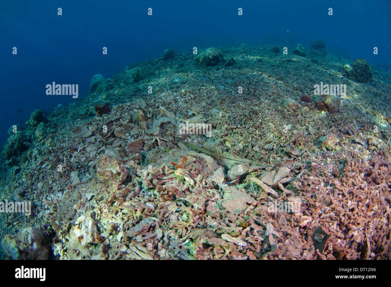 Distrutto il reef, Halmahera, ISOLE MOLUCCHE, INDONESIA Foto Stock