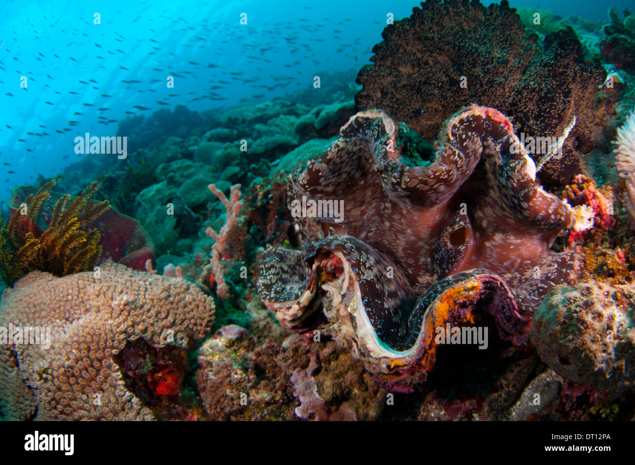 Vongola gigante, Tridacna gigas, entro la vibrante scena sulla barriera corallina, Halmahera, ISOLE MOLUCCHE, INDONESIA Foto Stock