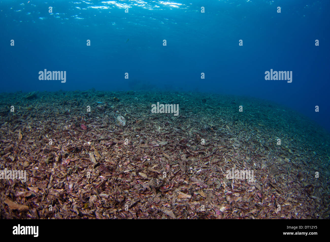 Distrutto Coral reef, Halmahera, ISOLE MOLUCCHE, INDONESIA Foto Stock