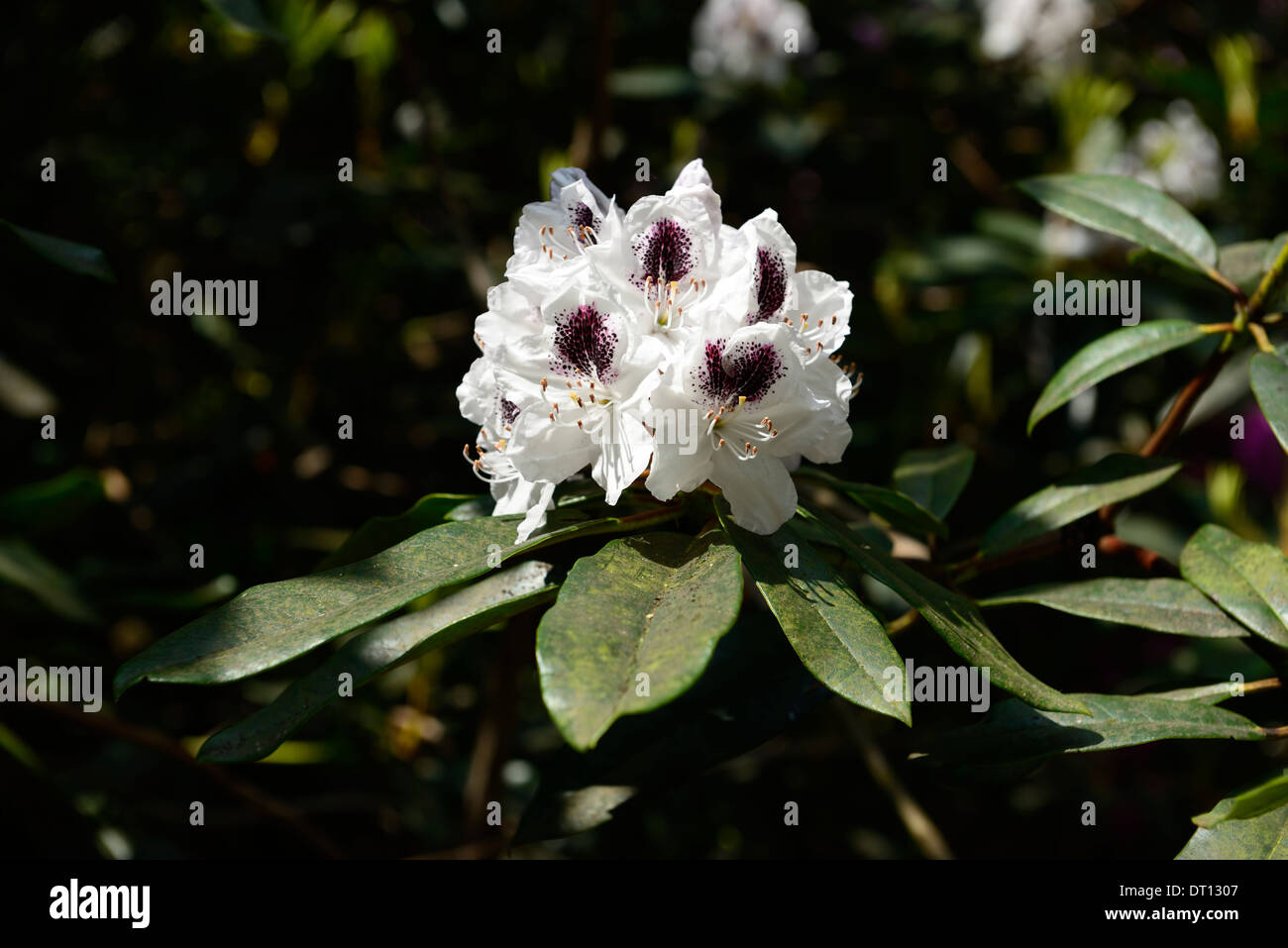 Rhododendron saffo bianco viola scuro iscrizioni di petali di fiori arbusti fioriti fiore bicolor bicolor Foto Stock