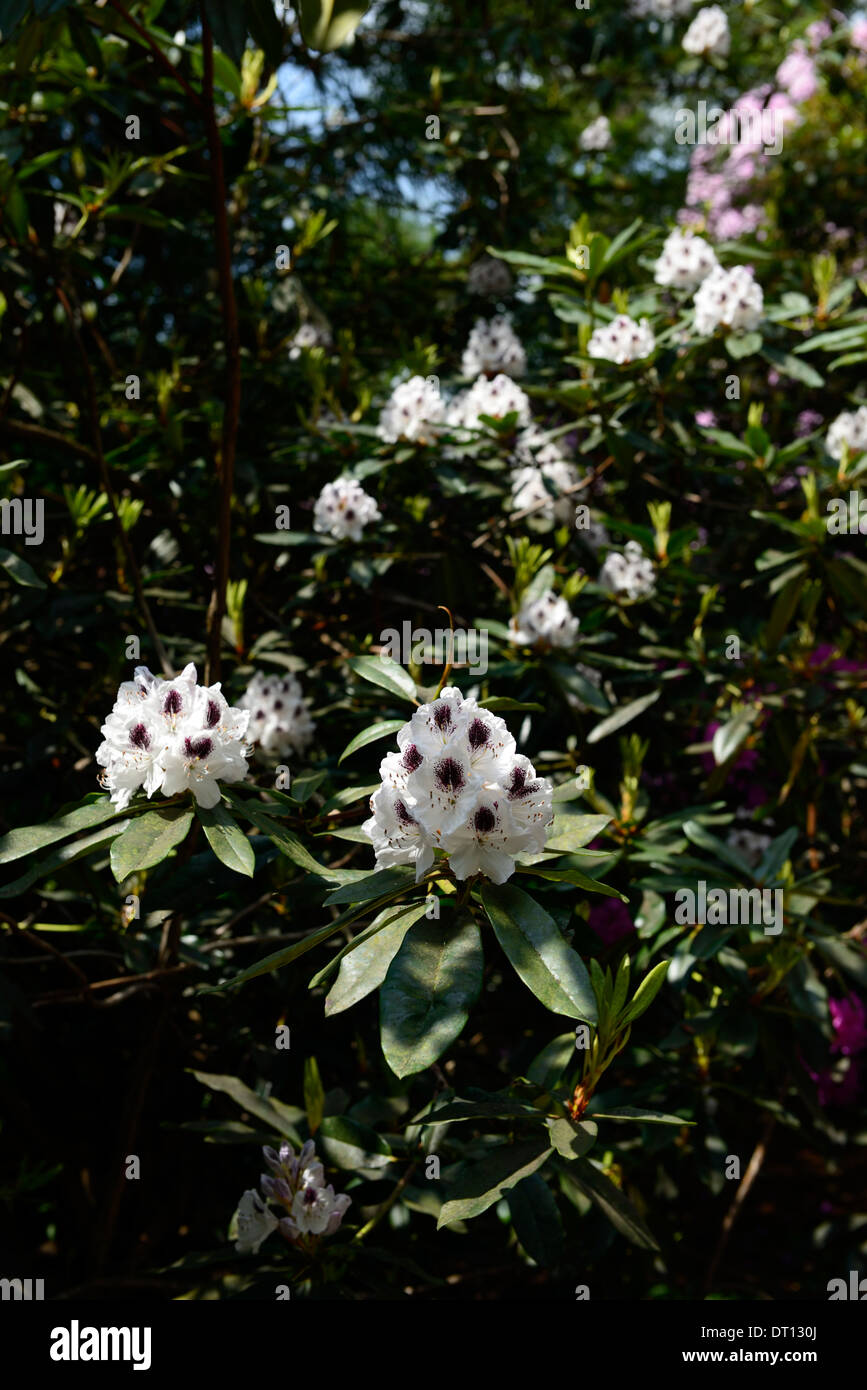 Rhododendron saffo bianco viola scuro iscrizioni di petali di fiori arbusti fioriti fiore bicolor bicolor Foto Stock