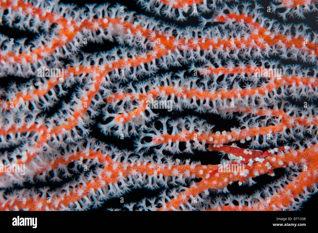 Granseola, Xenocarcinus conicus, mimetizzata all'interno di un ventilatore di mare, Halmahera, ISOLE MOLUCCHE, INDONESIA Foto Stock