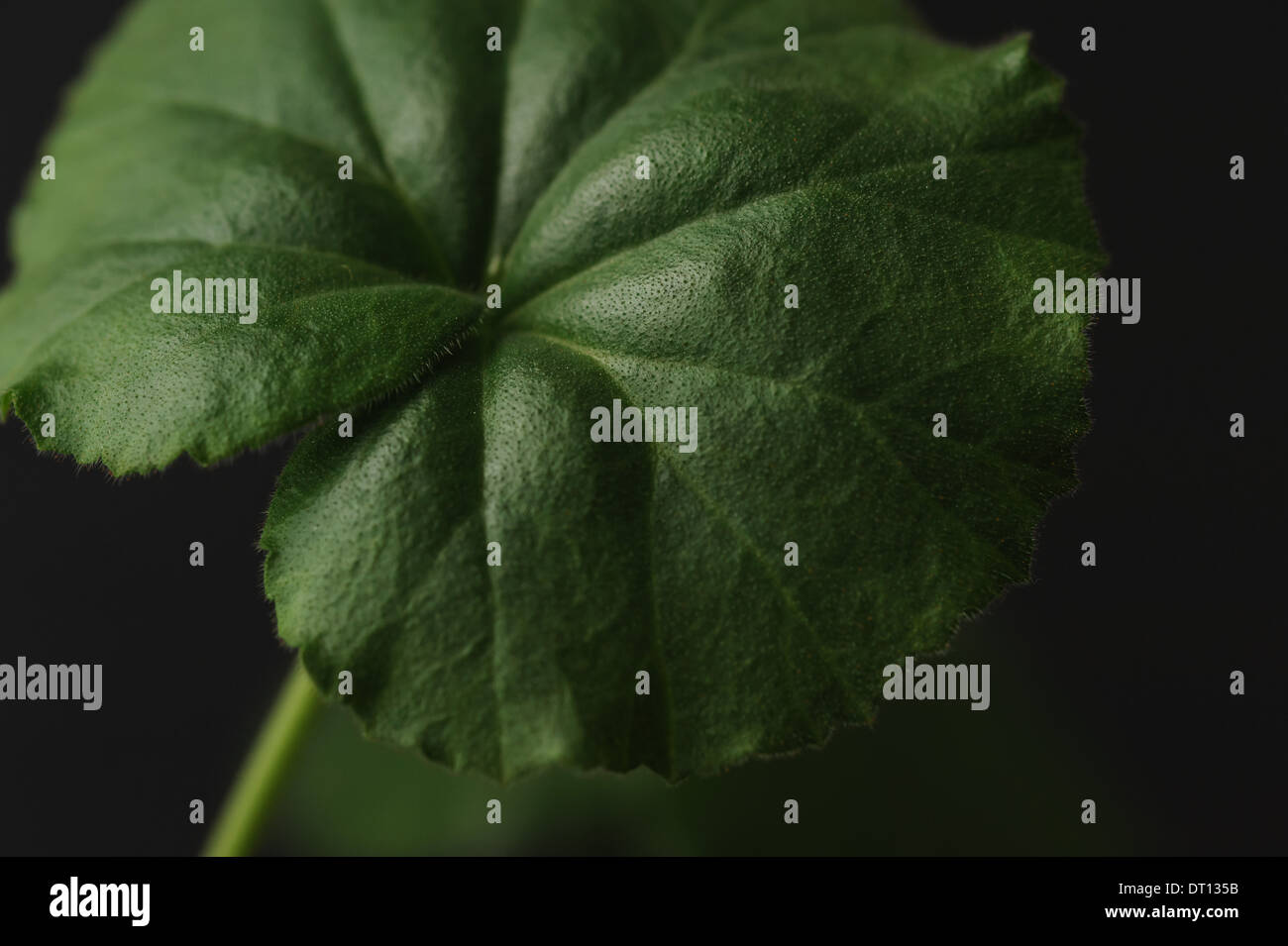 Foglia verde vicino isolata su nero Foto Stock