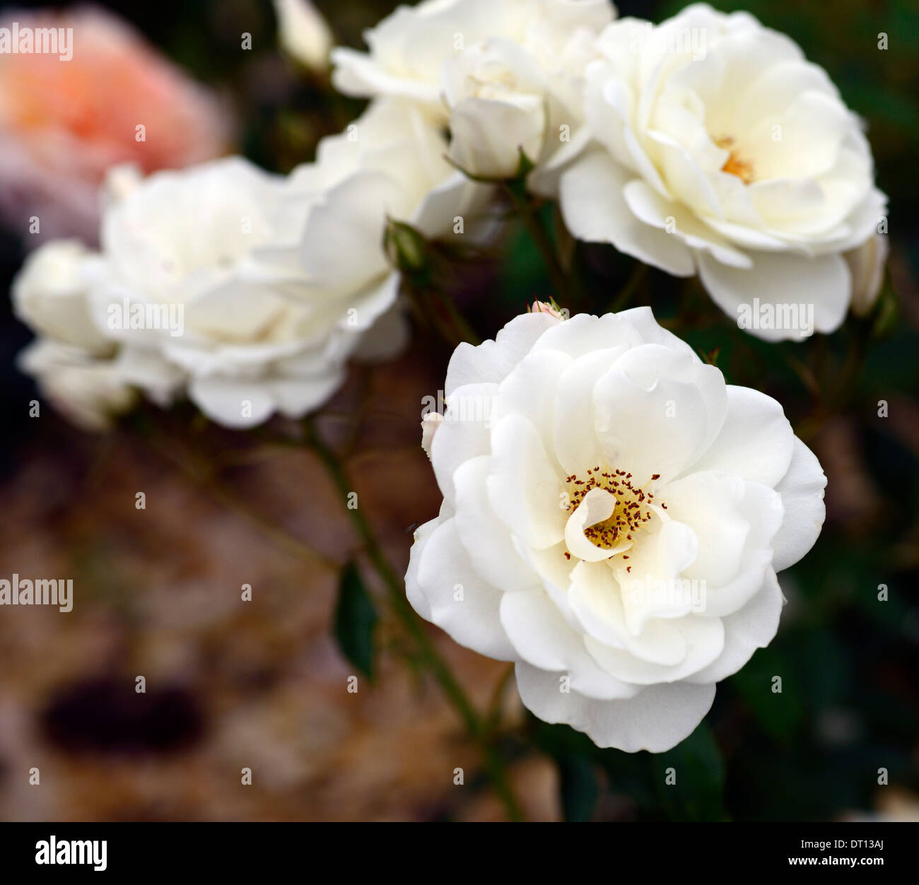 Rosa iceberg korbin syn rosa iceberg Rosa Bianca Rose arbusti petali di fiori ritratti di piante di fioritura fower bloom blooming Foto Stock