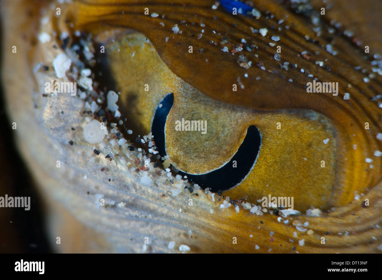 Blue Spotted Ribbontail Ray, Taeniura lymma, vicino sul singolo occhio, Tenate Harbour, Halmahera, ISOLE MOLUCCHE, INDONESIA Foto Stock