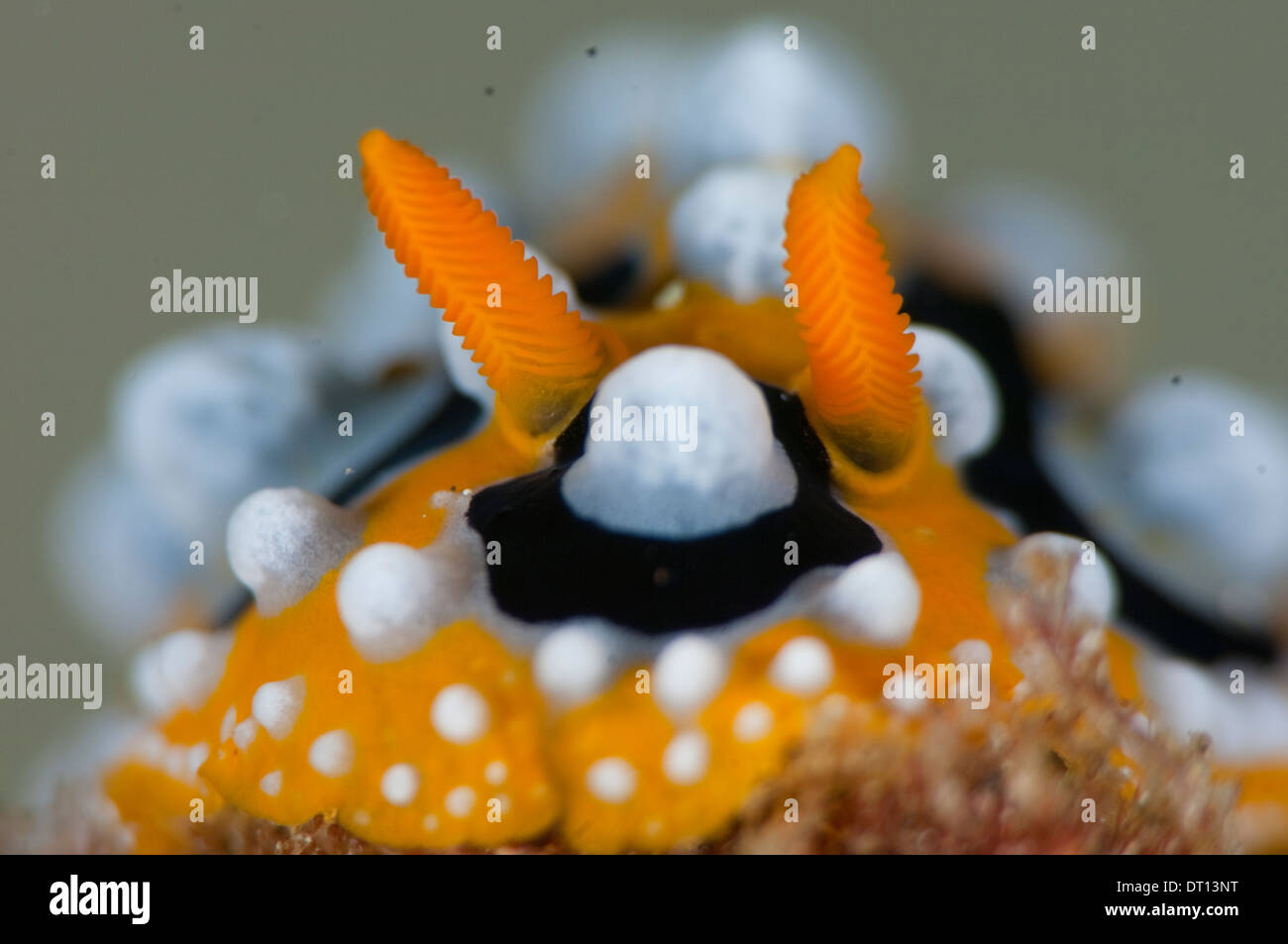 Nudibranch, Phyllidia ocellata, dritto vicino, Tenate Harbour, Halmahera, ISOLE MOLUCCHE, INDONESIA Foto Stock