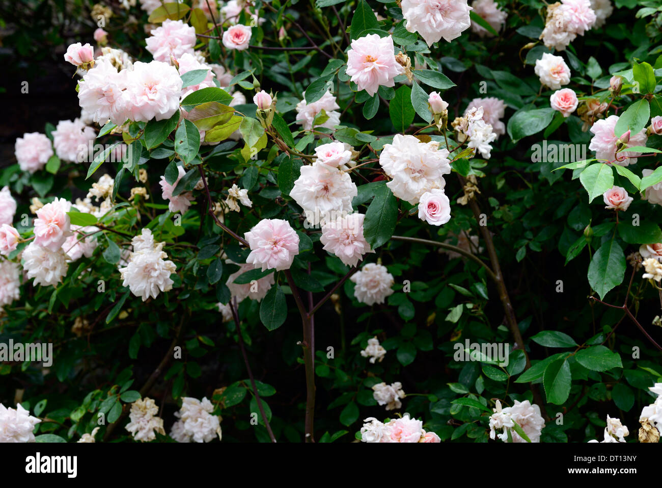 Rosa cecile brunner blush fiori di colore rosa fioritura arrampicare Climber rampicate Rambler Rose rose Foto Stock