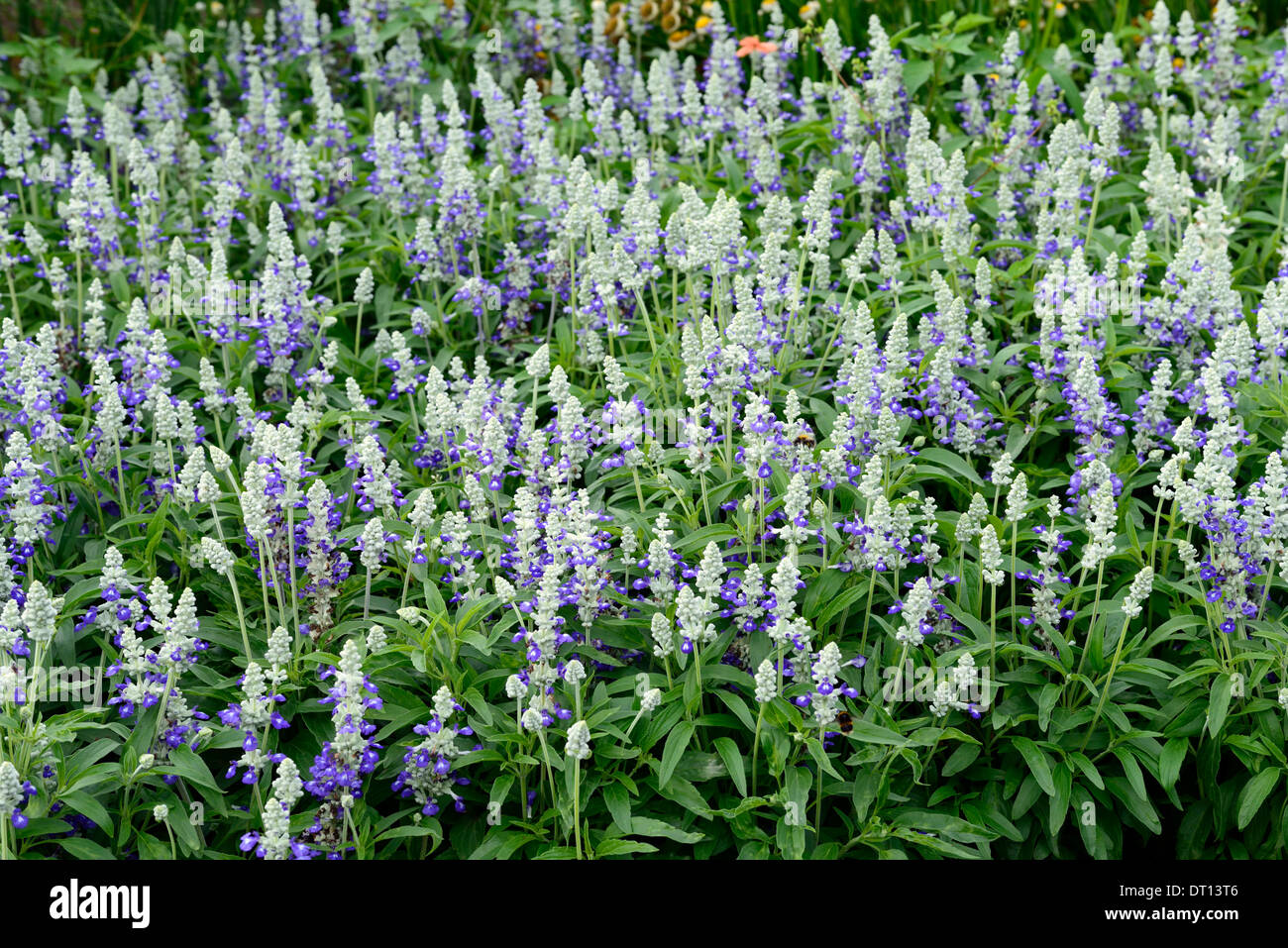 Salvia farinacea striata mealycup salvia blue silver petali di fiori perenni fioritura fioritura rigogliosa pianta ritratti Foto Stock