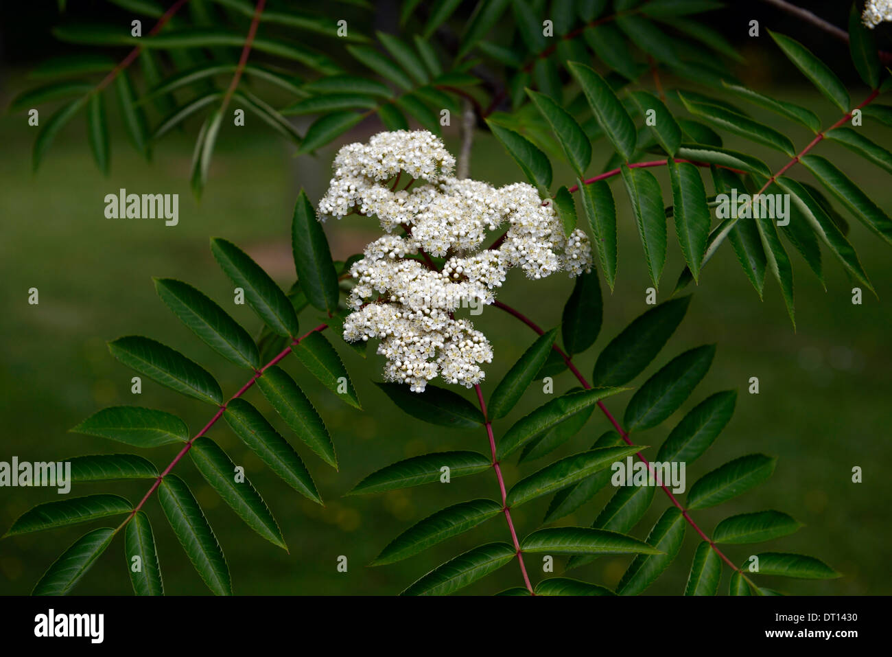 Sorbus americana bianco a molla di alberi decidui petali di fiori piante fioriscono ritratti closeup messa a fuoco selettiva Foto Stock