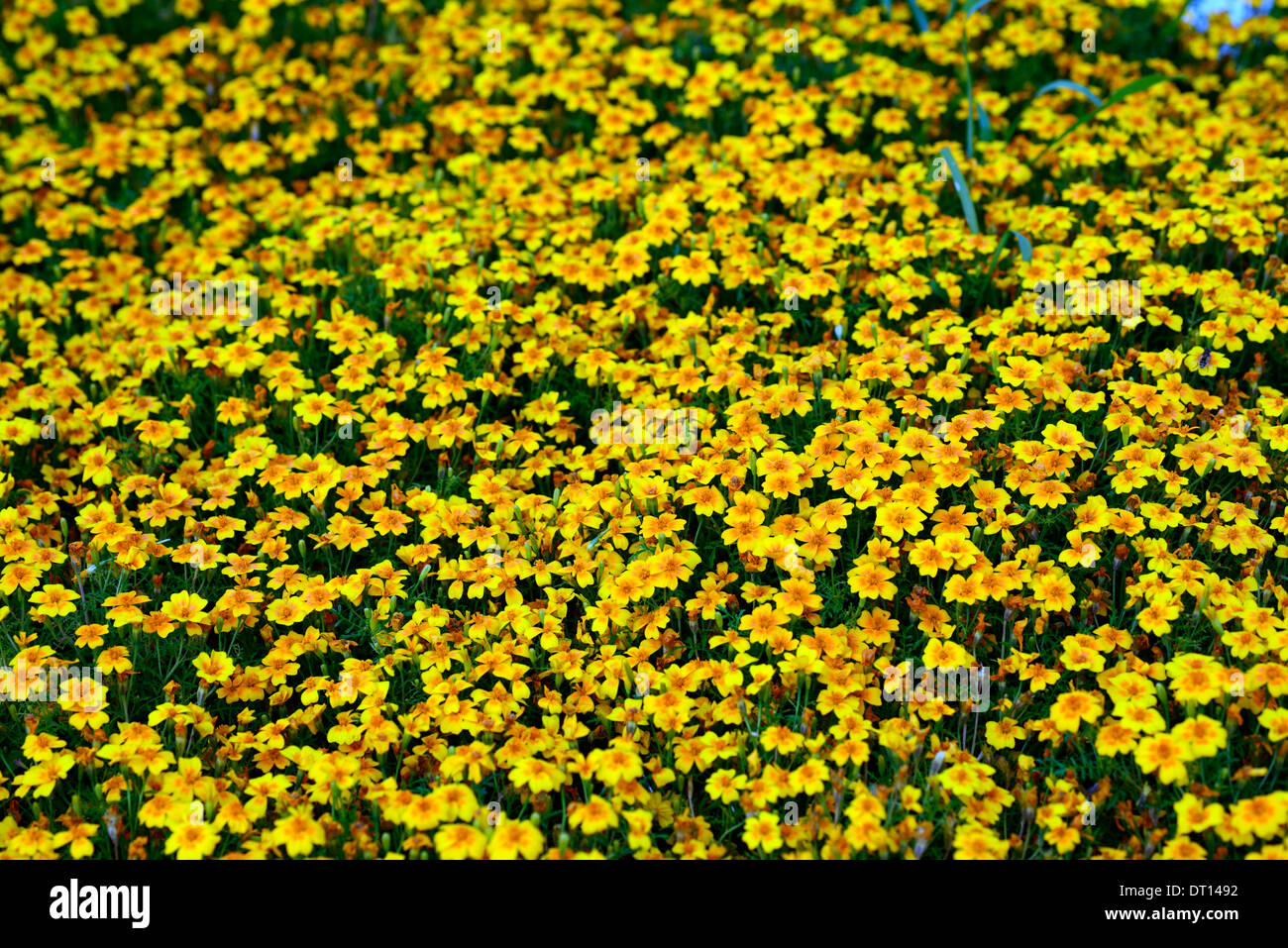 Tagetes Tenuifolia 'golden Gem' signata pumila Signet francese Calendula fiore di arancia bloom fiore pianta annuale Foto Stock