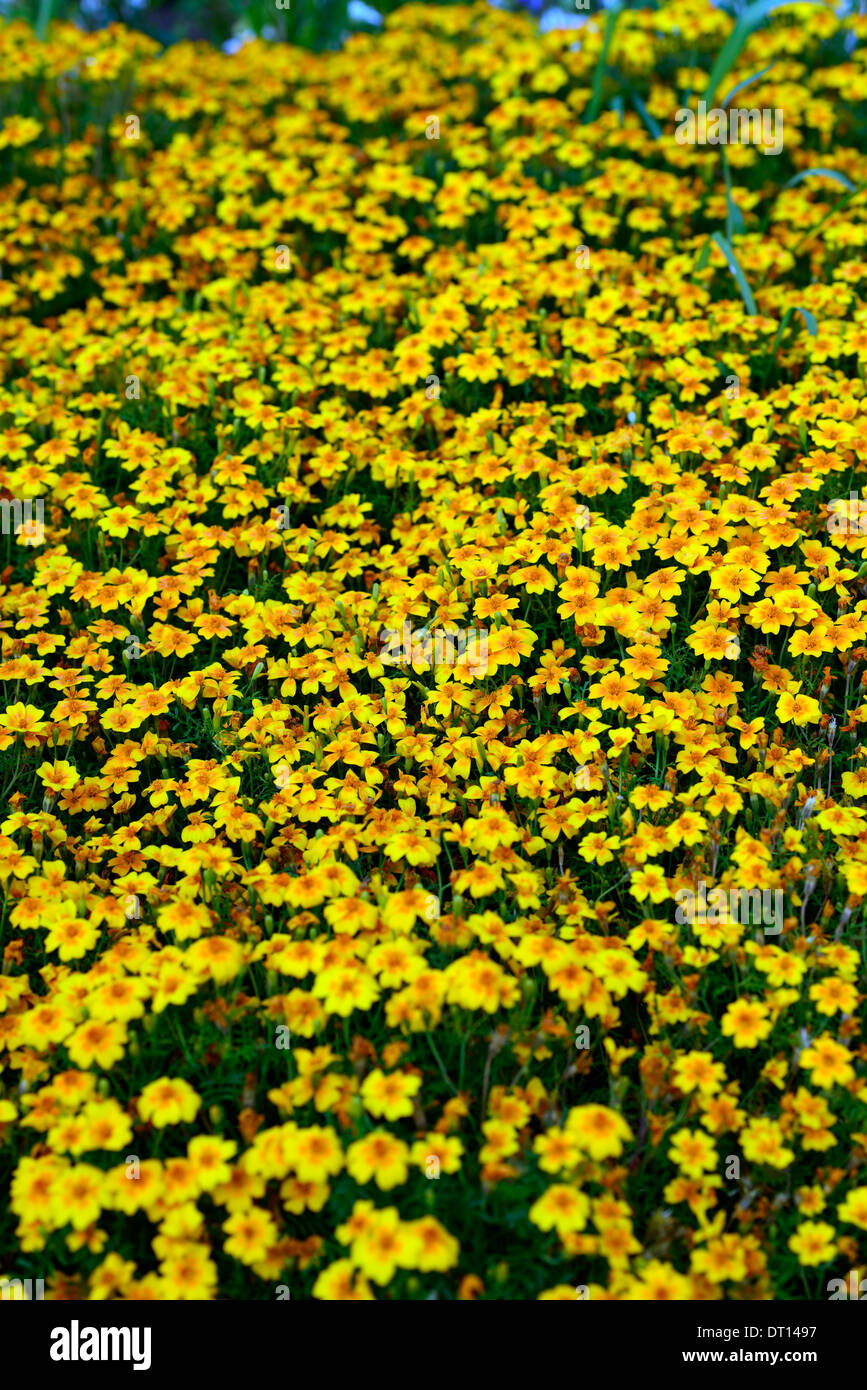 Tagetes Tenuifolia 'golden Gem' signata pumila Signet francese Calendula fiore di arancia bloom fiore pianta annuale Foto Stock
