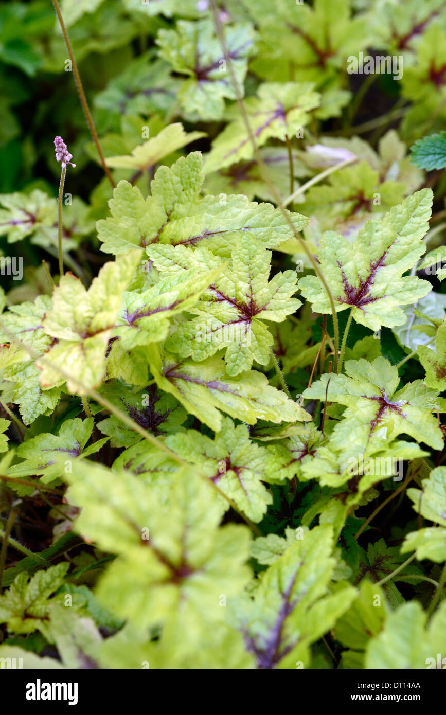 Tiarella braveheart fogliame lascia la copertura del terreno ombra ombroso bosco ombreggiato bosco giardino di fiori piante perenni foamflower Foto Stock