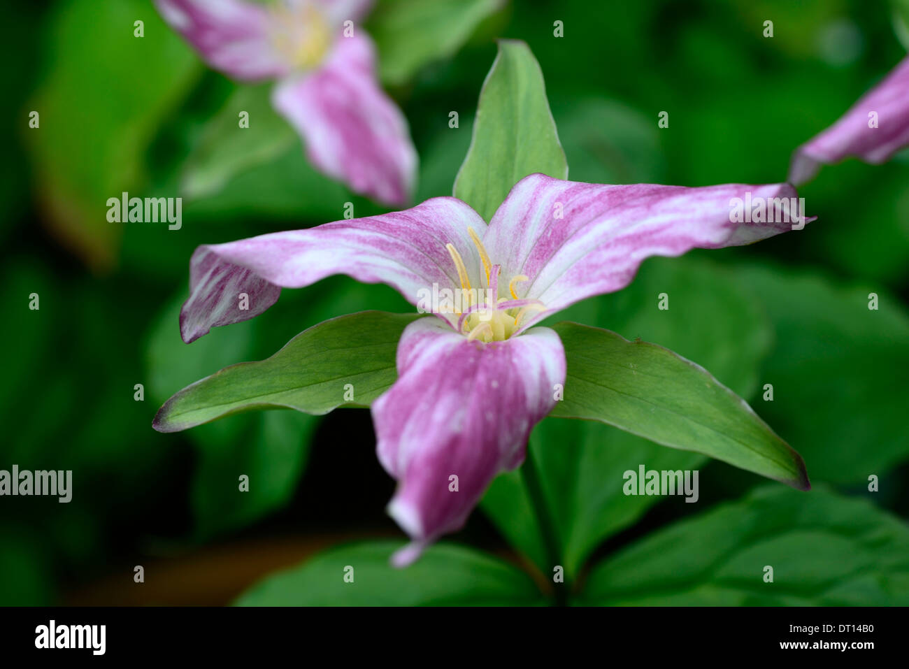 Trillium erectum Trilllium beige bianco fiore fine del periodo di fioritura perenne primavera in legno tinta di bosco ombreggiato giardino ombreggiato Foto Stock