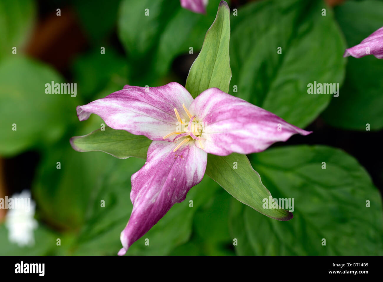 Trillium erectum Trilllium beige bianco fiore fine del periodo di fioritura perenne primavera in legno tinta di bosco ombreggiato giardino ombreggiato Foto Stock