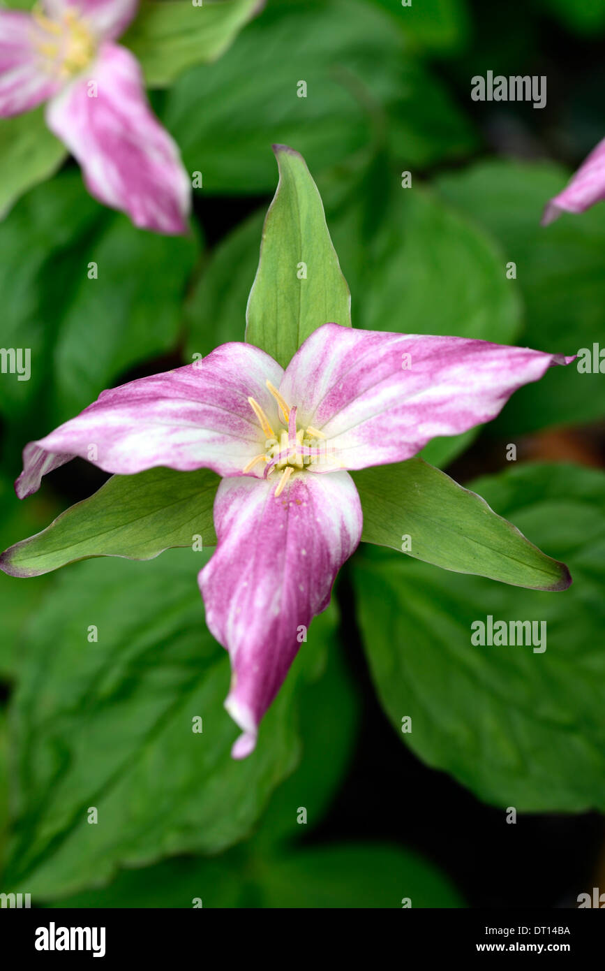 Trillium erectum Trilllium beige bianco fiore fine del periodo di fioritura perenne primavera in legno tinta di bosco ombreggiato giardino ombreggiato Foto Stock