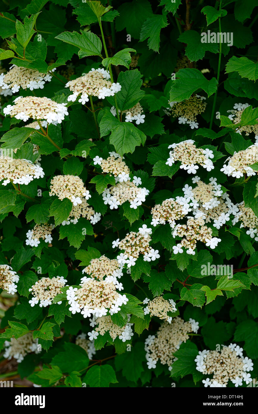 Viburnum opulus viburno rose fiore bianco fiori fioritura fioritura di arbusti fioriti arbusti Foto Stock