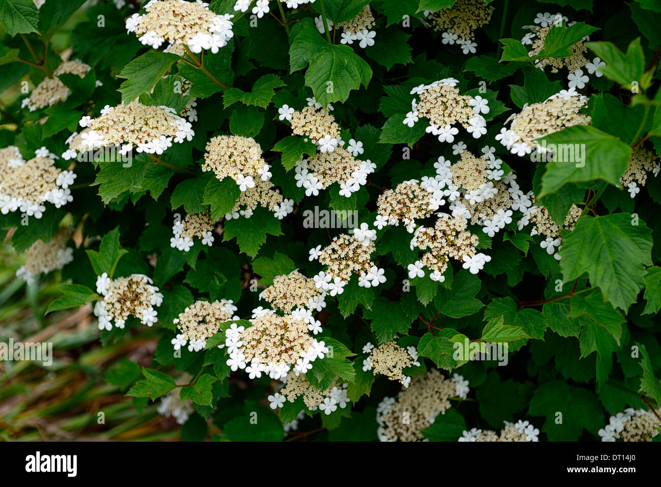 Viburnum opulus viburno rose fiore bianco fiori fioritura fioritura di arbusti fioriti arbusti Foto Stock