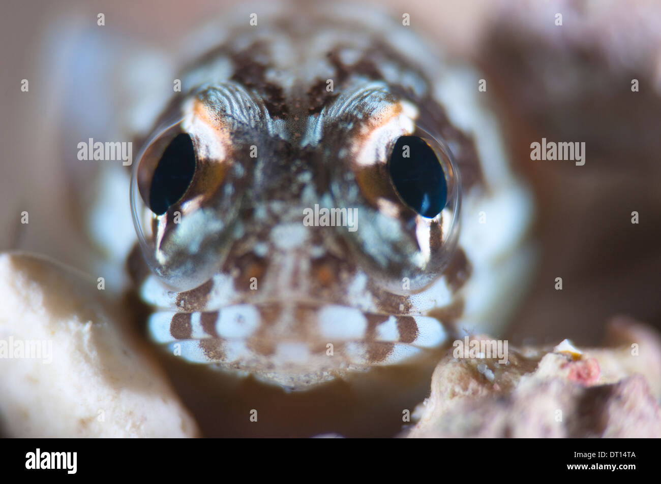 Jawfish, Opistognathus Sp., Extreme close up dritto di testa, Halmahera, ISOLE MOLUCCHE, INDONESIA Foto Stock
