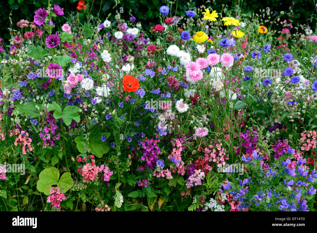 Fiori di campo di fiori selvaggi biancheria letto visualizzare confini di frontiera annuari annuale giardino giardinaggio mix di design misto Foto Stock