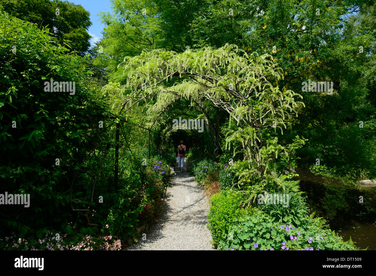 Wisteria sinensis cinese bianca fiore fiorisce racemo racemi coperchio metallico arcuato di arco a piedi la passerella altamont gardens carlow Foto Stock