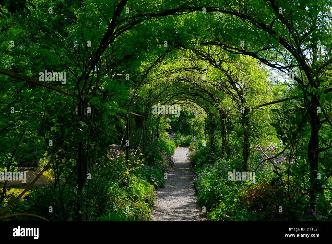 Wisteria sinensis cinese bianca fiore fiorisce racemo racemi coperchio metallico arcuato di arco a piedi la passerella altamont gardens carlow Foto Stock