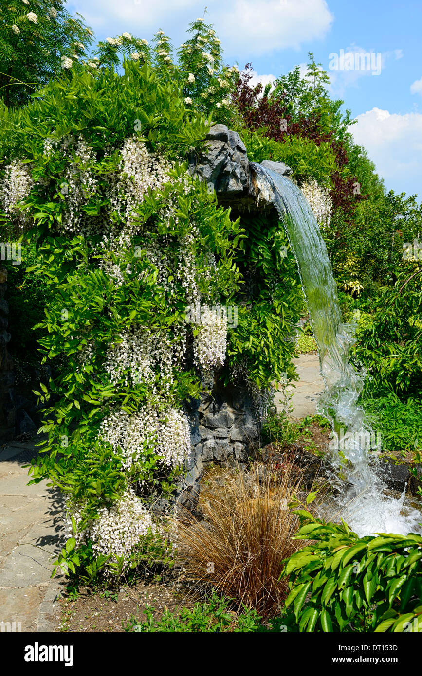 Wisteria floribunda Alba giapponese bianco fiore fiorisce racemo racemi coperchio cascata fontana gazebo dispongono di giardino Foto Stock