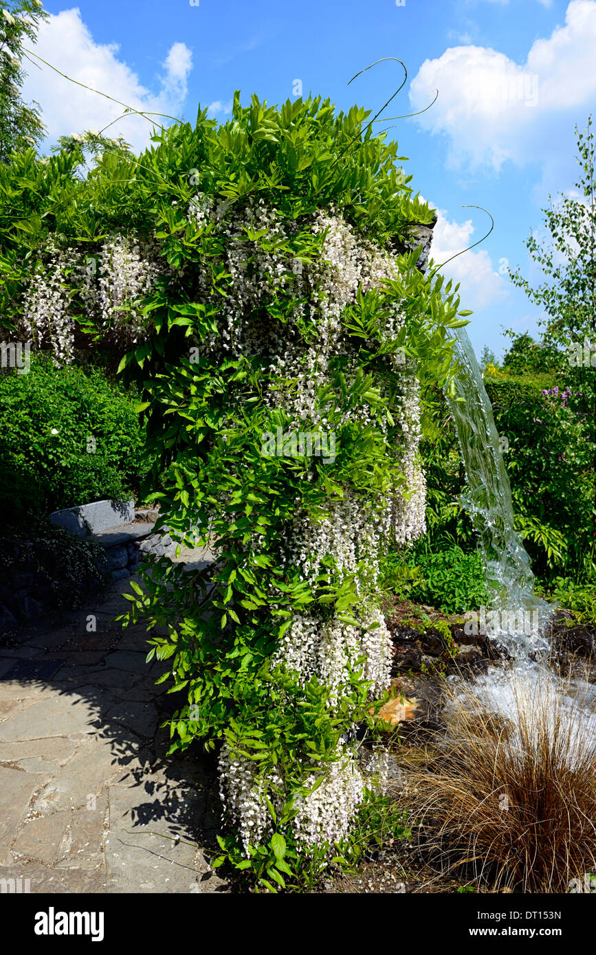 Wisteria floribunda Alba giapponese bianco fiore fiorisce racemo racemi coperchio cascata fontana gazebo dispongono di giardino Foto Stock