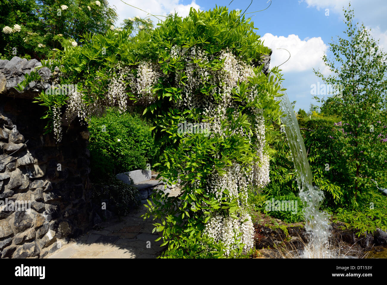 Wisteria floribunda Alba giapponese bianco fiore fiorisce racemo racemi coperchio cascata fontana gazebo dispongono di giardino Foto Stock