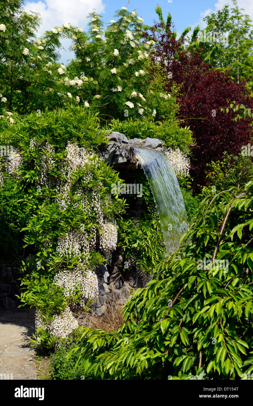 Wisteria floribunda Alba giapponese bianco fiore fiorisce racemo racemi coperchio cascata fontana gazebo dispongono di giardino Foto Stock