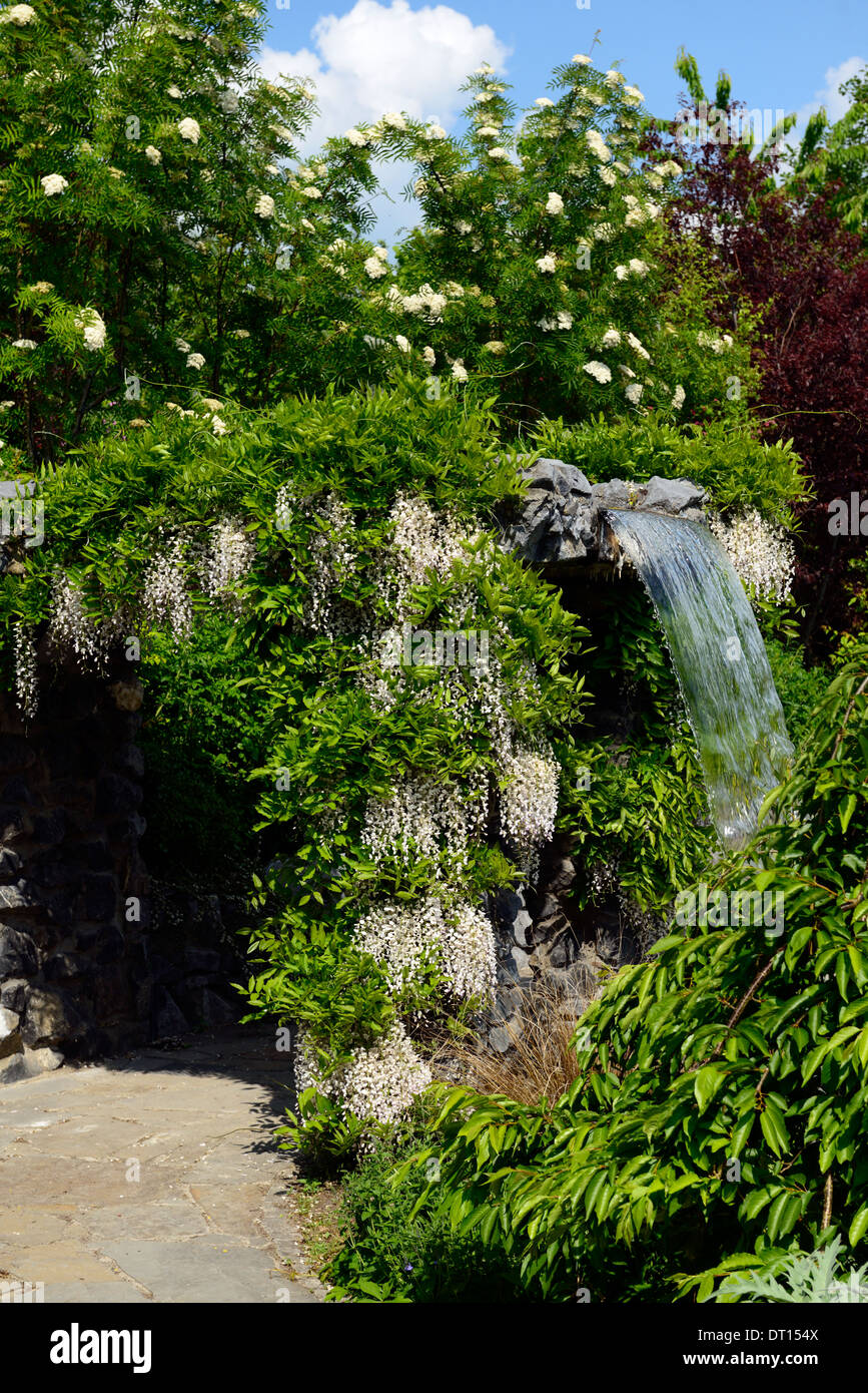 Wisteria floribunda Alba giapponese bianco fiore fiorisce racemo racemi coperchio cascata fontana gazebo dispongono di giardino Foto Stock