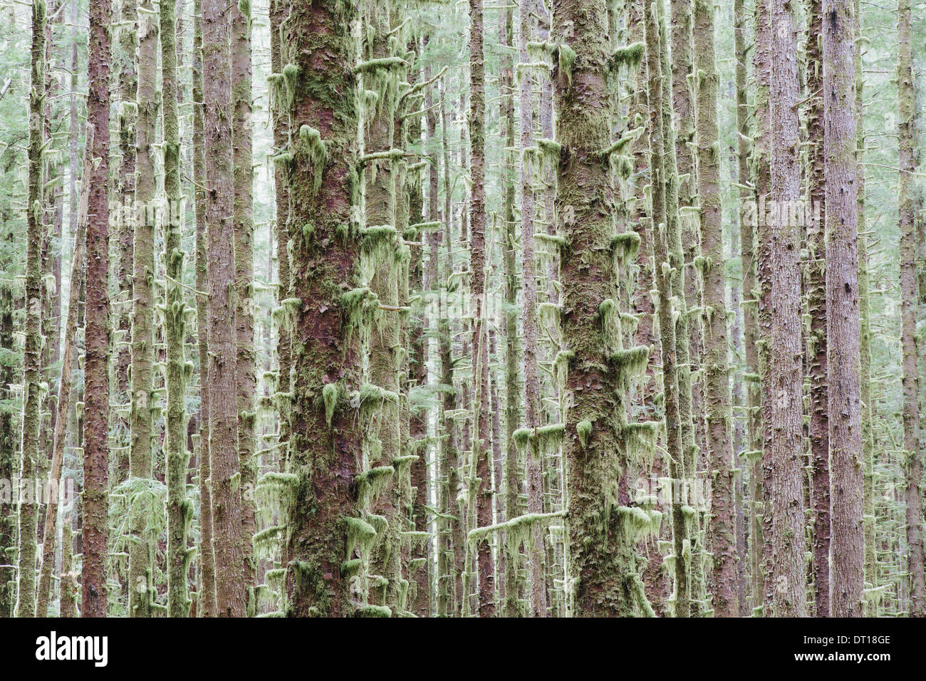 Il Parco nazionale di Olympic di Washington (USA). Sitka Spruce e Western Hemlock alberi della foresta pluviale Foto Stock