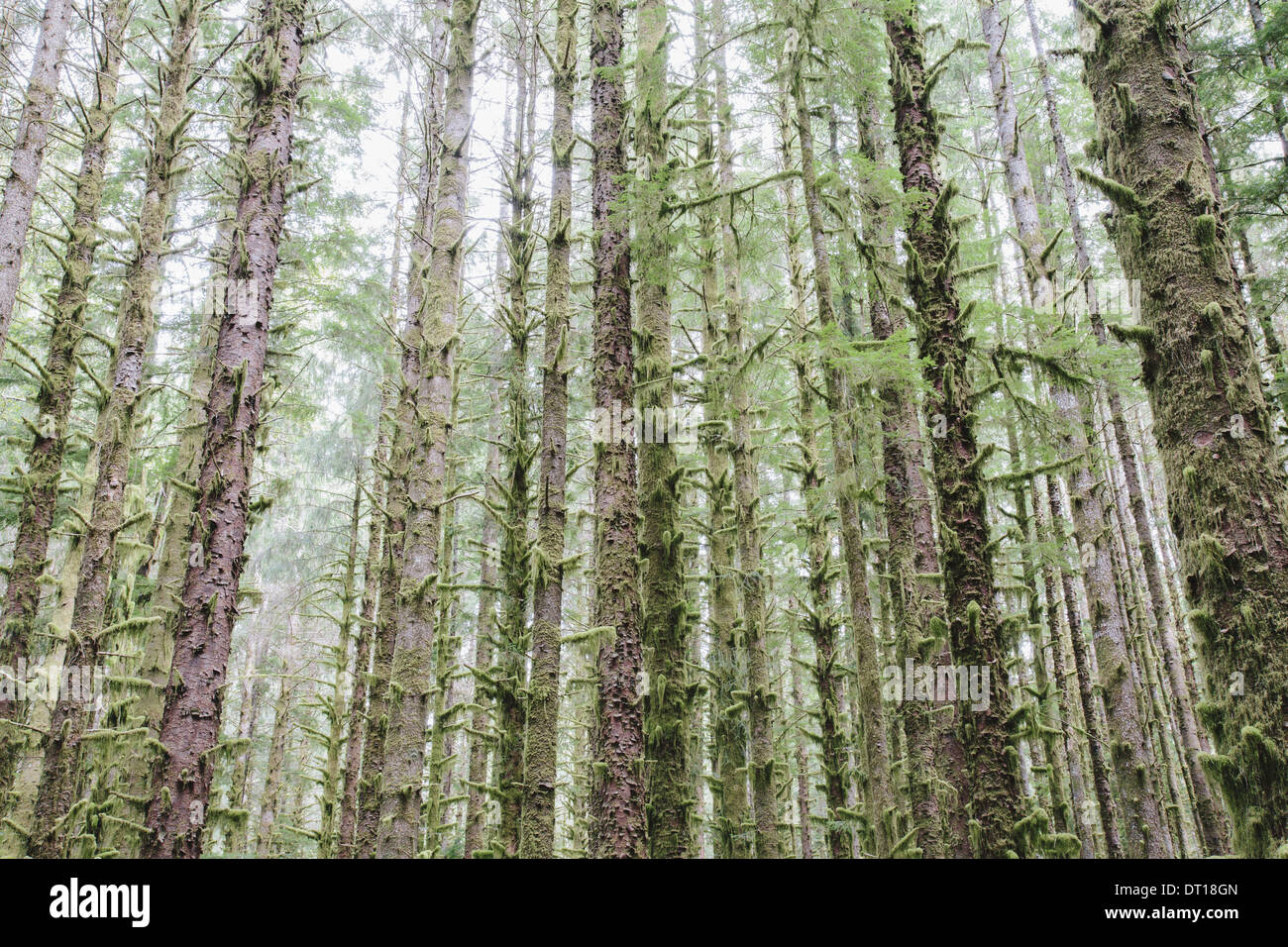 Il Parco nazionale di Olympic di Washington (USA). Sitka Spruce e Western Hemlock alberi della foresta pluviale Foto Stock