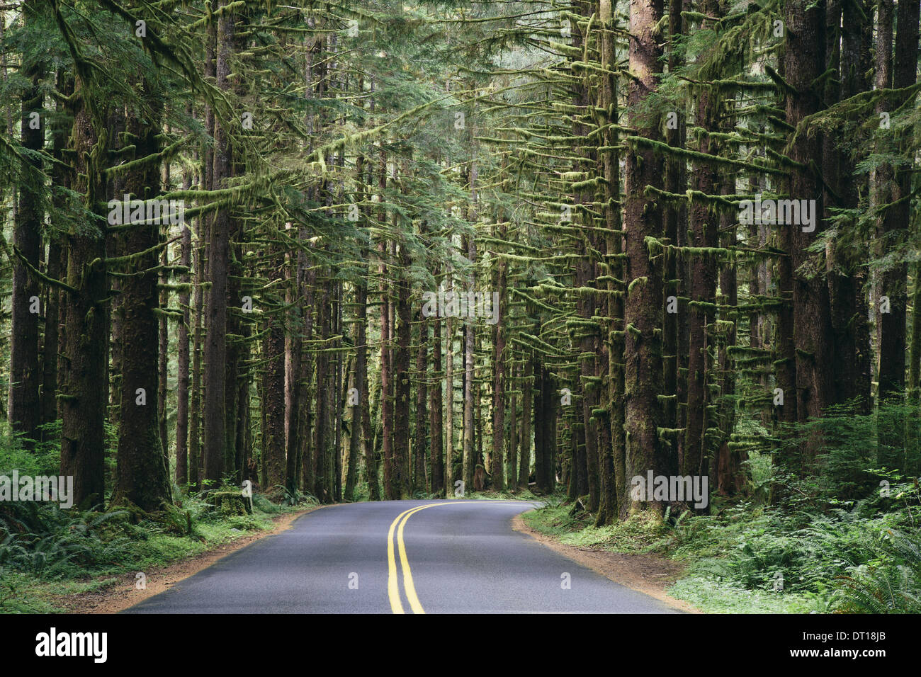 Il Parco nazionale di Olympic di Washington (USA). Strada lussureggianti foreste pluviali temperate Hoh rainforest USA Foto Stock