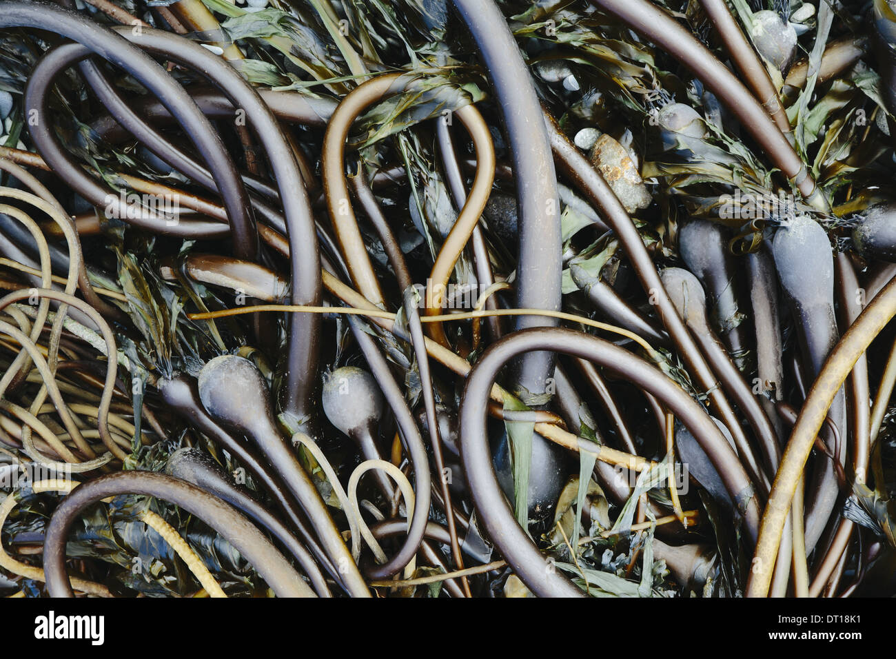 Rialto Beach Parco nazionale di Olympic di Washington (USA). Pila di Bull alghe Kelp lavato fino in spiaggia Foto Stock