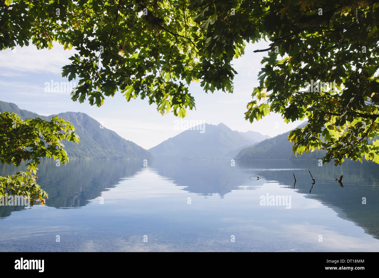 Calallam County Washington USA grandi foglie di acero Lago Crescent Calallam County Foto Stock