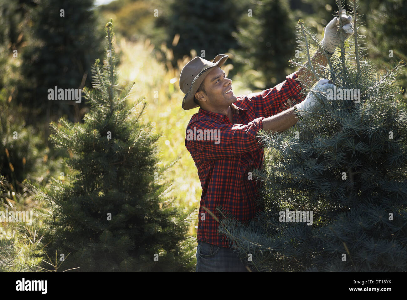 Woodstock New York STATI UNITI D'AMERICA uomo hat in piantagione di organico di alberi di Natale Foto Stock